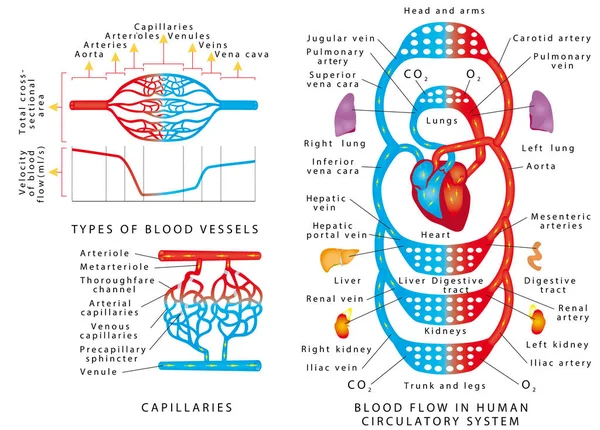 Menselijke Bloedsomloop Regeling Van Bloedvaten Doorbloeding Menselijke Bloedsomloop Bloedvaten Types — Stockvector