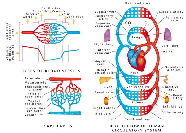 Circulation Sanguine Humaine Régime Des Vaisseaux Sanguins Flux Sanguin Dans — Image vectorielle