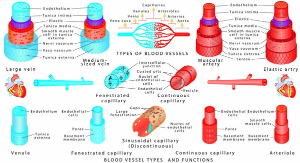 動脈と静脈 血管の構造 血管の種類と機能 動脈静脈の毛細血管から血管の解剖学 動脈と静脈の壁のスキーム — ストックベクタ