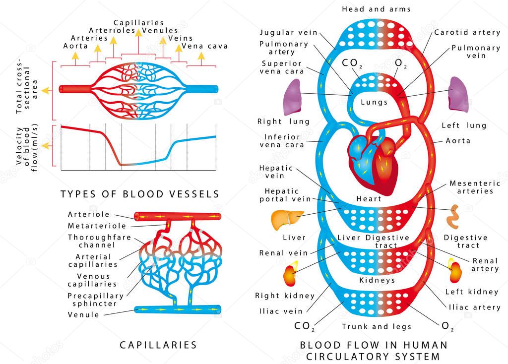 Human bloodstream. Blood vessels scheme. Blood Flow In Human Circulatory System. Blood vessels types and functions on a white background. Human blood system consisting of veins and arteries