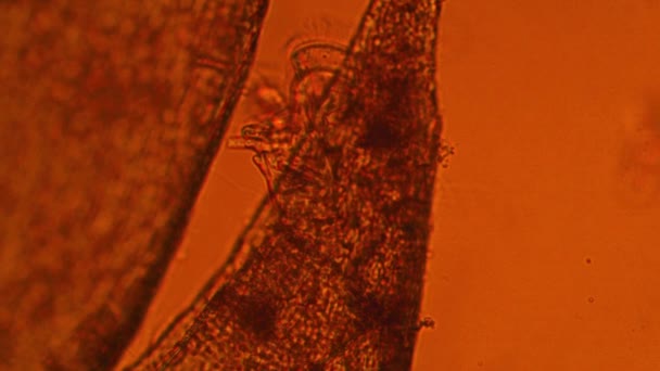 一滴の水の中の微生物 パラメシウムコーダタムは 単細胞の毛様体原虫の属である タキシフィルムバルビエリ 顕微鏡下のジャワ苔 細胞構造 倍率100倍 — ストック動画