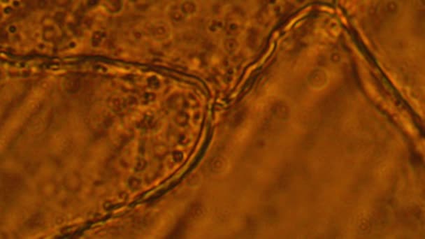 Células Alho Microscópio Mitose Células Epiteliais Vista Pele Alho Sob — Vídeo de Stock