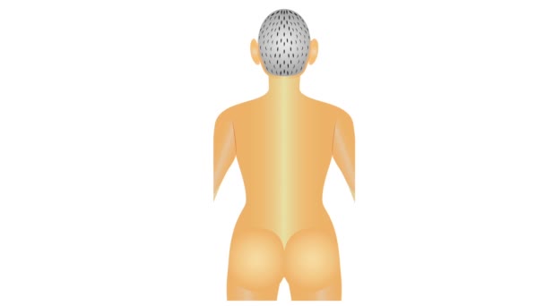 ループ内の脊椎領域に焦点を当てた 全人体システム遷移体 脊椎システム ボディ — ストック動画
