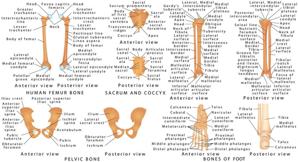 Kosti Spodní Končetiny Člověka Anatomie Lidského Pánevního Trámu Nohou Lidský — Stockový vektor