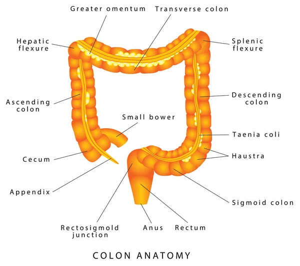 Intestino Grosso Anatomia Intestino Grande Ilustração Médica Anatomia Humana Estrutura — Vetor de Stock