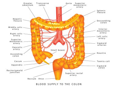 Abdominal Arteries. Blood supply to the colon. Anatomy Of Human Abdominal Arteries System. Colon Anatomy. Arteries supply of the large intestine. Large intestine Arteries supply clipart