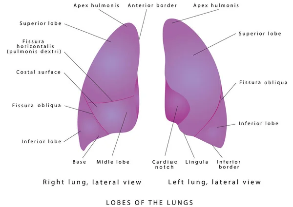 Polmoni Umani Diagramma Polmonare Destro Sinistro Vista Laterale Del Lobo — Vettoriale Stock