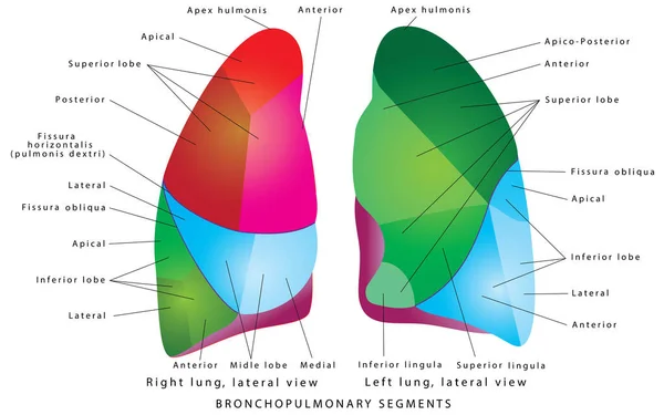 층이다 브론탄 소체의 조각들 Bronchopulrary Segments Lungs Lung Segments Tertiary — 스톡 벡터