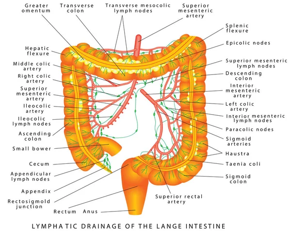 Colon Lymphatic Drainage Pathways Lymphatic Drainage Colon Anatomy Colon Rectum — Διανυσματικό Αρχείο