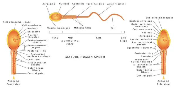 Сперма Чоловіків Анатомія Сперматозоїдів Людини Сперматозоїди Людини Анатомічна Структура Сперматозоїдів — стоковий вектор