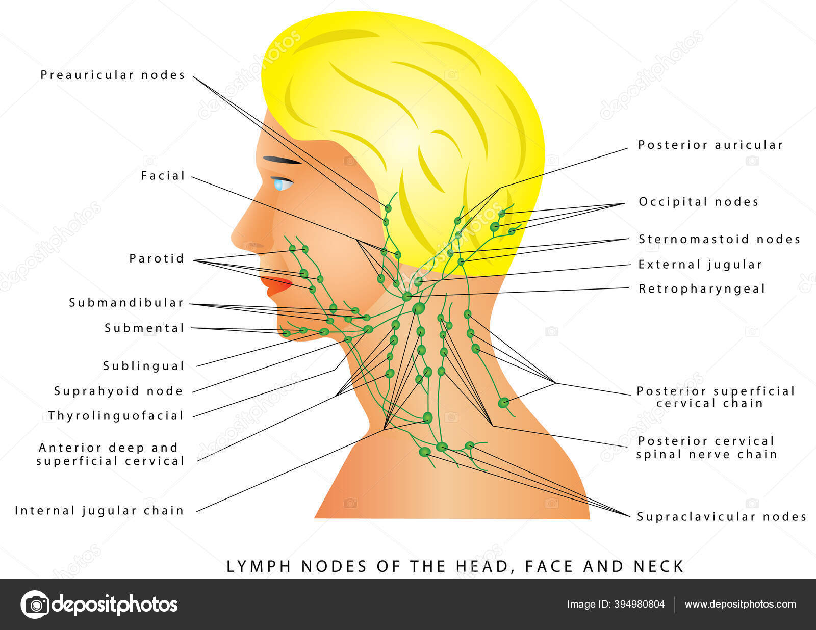 Узлы на затылке. Лимфатическая система головы и шеи схема. Расположение лимфоузлов на голове у человека схема расположения.