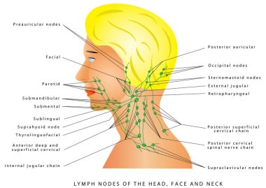 Lenfatik drenaj. Başında, yüzünde ve boynunda lenf bezleri var. Retrofarengeal lenf düğümleri. Kafadaki, yüzdeki ve boynundaki lenf sistemini gösteren tıbbi çizimler 