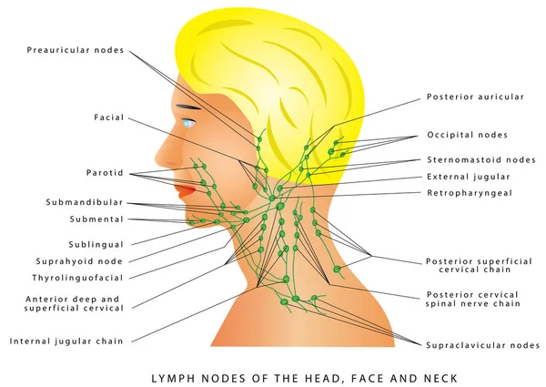 淋巴引流头部 脸部和颈部的淋巴结节 食管炎淋巴结 描述头部 脸部和颈部淋巴系统的医学说明 — 图库矢量图片
