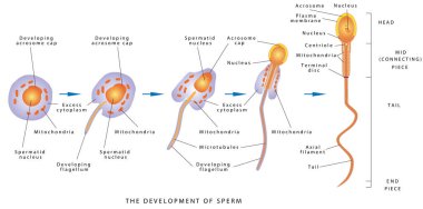 Sperm Development. Espermatozoide. Diagram of a human sperm cell. The development of sperm, Human Sperm cell Anatomy structure of spermatozoon. clipart