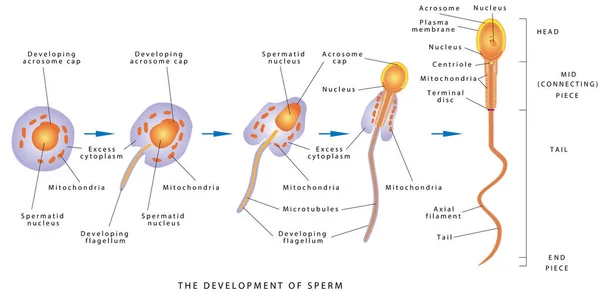 Spermieutveckling Espermatozoid Diagram Över Mänsklig Spermiecell Utvecklingen Spermier Mänsklig Spermiecell — Stock vektor