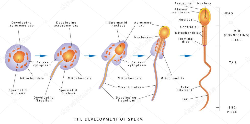 Sperm Development. Espermatozoide. Diagram of a human sperm cell. The development of sperm, Human Sperm cell Anatomy structure of spermatozoon.