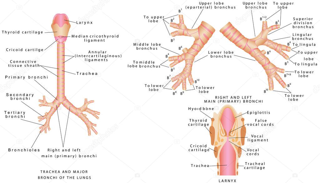 Trachea and bronchi. Trachea and major bronchi of the lungs. Human trachea and bronchioles. Larynx anatomical illustration diagram, educational medical scheme with nasal cavity, larynx, trachea and esophagus