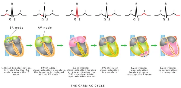 Ciclo Cardiaco Sequenza Eccitazione Cardiaca Associata Alla Deviazione Delle Onde — Vettoriale Stock