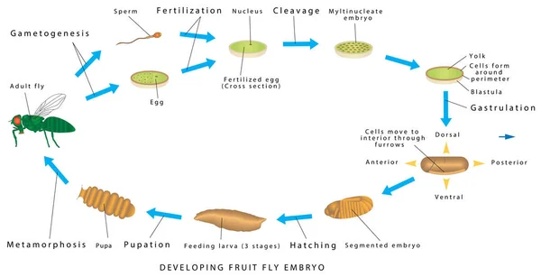 Ovocná Moucha Rozvoj Plodu Muška Embryo Bílém Pozadí Drosophila Vývoj — Stockový vektor