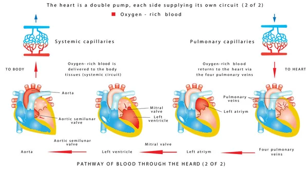 Blood Flow Human Heart Work Human Circulatory System White Background — Stock Vector