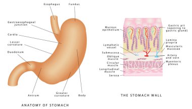 Mide anatomisi. İnsan iç sindirim organının mide anatomisi. Midenin bir kısmı. Beyaz arka planda mide duvarı. Mide Anatomisi Sistemi 'nin yapısı ve işlevi