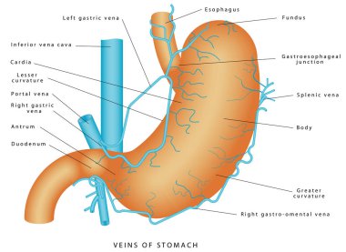 Mide damarları. Mide - Mide ve venöz drenajı. Kısa gastrik ven. Damarlar portal dolaşımına karışıyor. Mide Anatomisi Sistemi 'nin yapısı ve işlevi