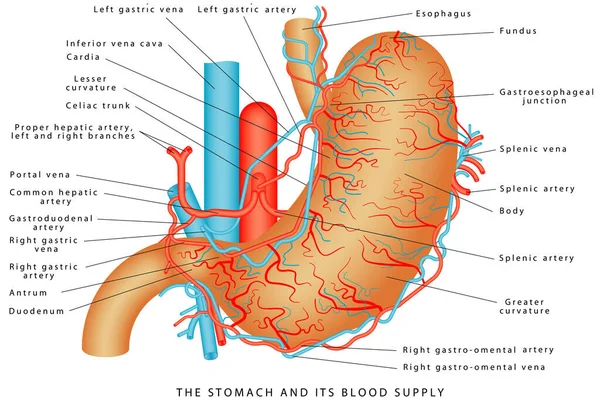 Stomach Its Blood Supply Stomach Vasculature Stomach Anatomy Human Internal — Stock Vector