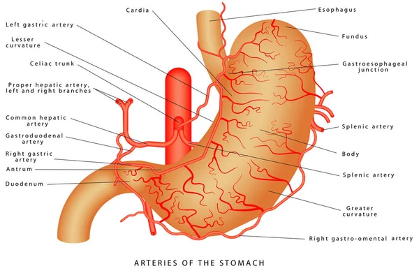 동맥들 Arterial Blood Suply Stomach 구조와 Stomach Anatomy System 배경에 — 스톡 벡터