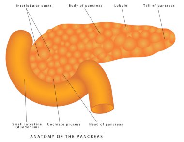 Pankreasın Anatomisi. Pankreasın Anatomisi ve Fonksiyonları. Pankreasın bazı bölümlerinin diyagramı. Ayrıntılı tarif. Beyaz arkaplanda pankreas eksokrin ve endokrin