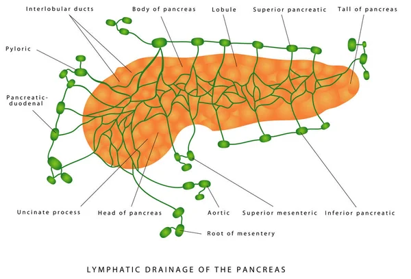 Slinivka Břišní Lymfatická Drenáž Anatomie Histologie Slinivky Břišní Lymfatické Nádoby — Stockový vektor