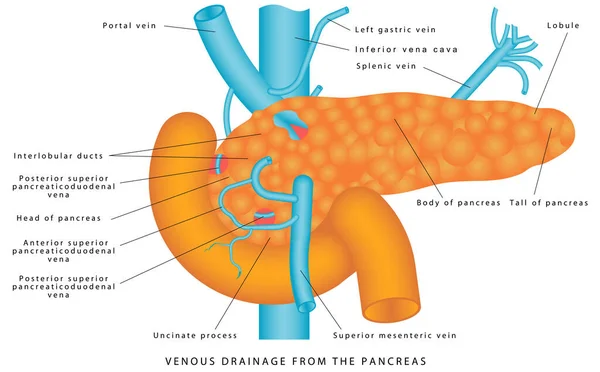 Veines Pancréas Drainage Veineux Pancréas Drainage Veineux Pancréatique Anatomie Fonctions — Image vectorielle