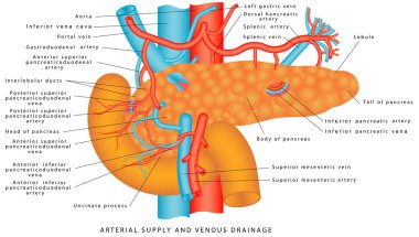 Pankreasın kan kaynağı. Pankreasın damar yapısını. Atardamar desteği ve pankreas ve dalak venöz drenajı. Pankreasın anatomisi ve karnının üst kısmı. Mide Anatomisi Sistemi 'nin yapısı ve işlevi