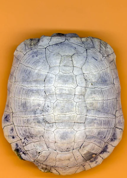 the shell of a 100 year old turtle