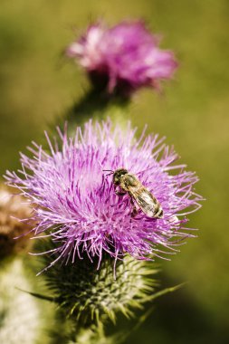 bir çayırda bir kır çiçeği üzerinde arı