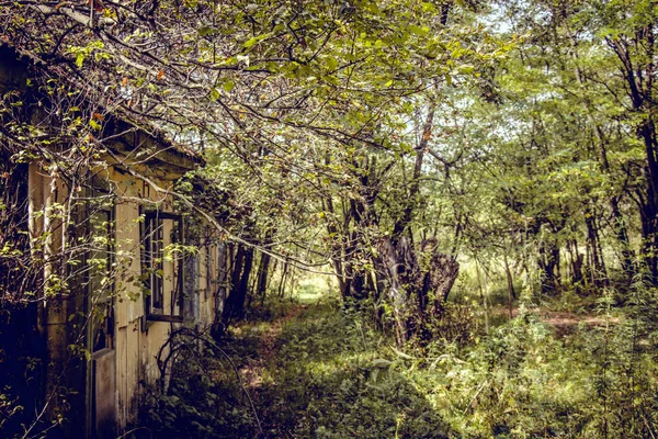 Старий Покинутий Табір Вирощений Деревами — стокове фото