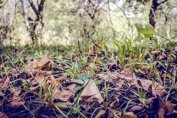 Sarı yaprakların arkaplan dokusu sonbahar yaprağı arkaplanı