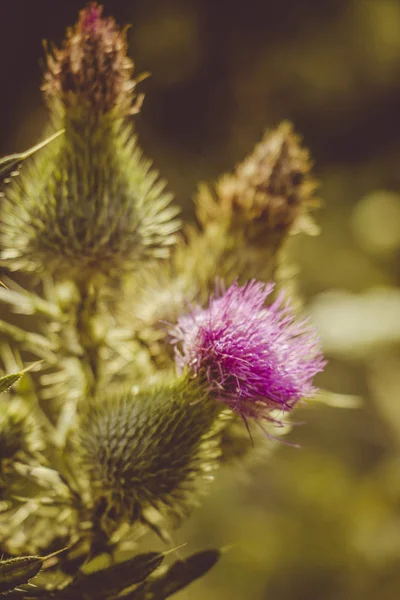 bir çayırda bir kır çiçeği üzerinde arı