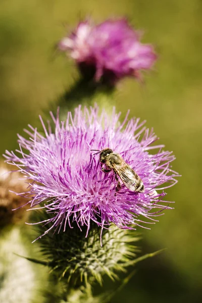 bir çayırda bir kır çiçeği üzerinde arı