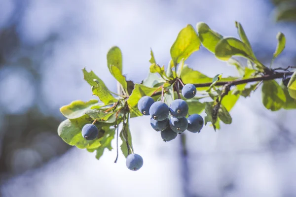 mavi berry ağaç bahçe olgun duvar kağıdı bırakır