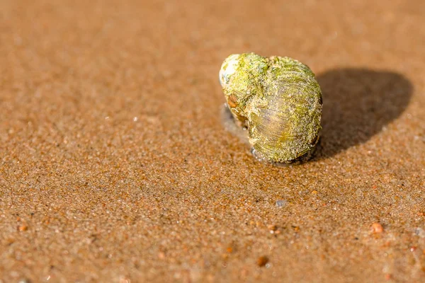 sea shell on the sea sand as background selective focus