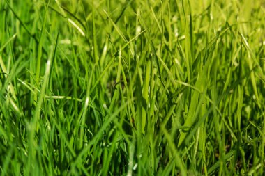 Yazın çayırdaki yeşil çimenler seçici odak noktasını kapatır..