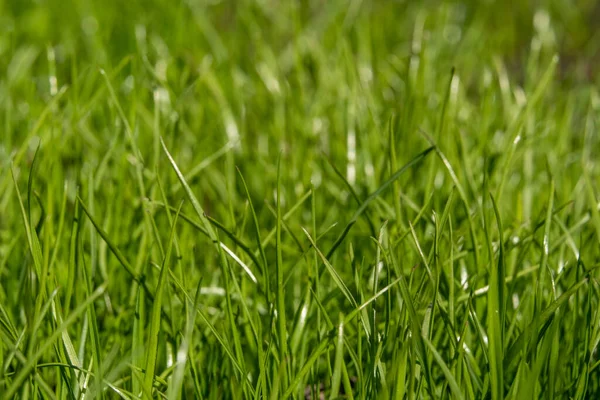 Junges grünes Gras auf einer Wiese im Sommer aus nächster Nähe — Stockfoto