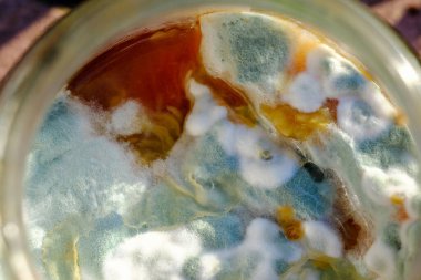 Bozuk yiyeceklerdeki mavi ve beyaz küf uygun olmayan depolama yakın çekim seçici odak