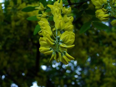 Akşamları sarı akasya