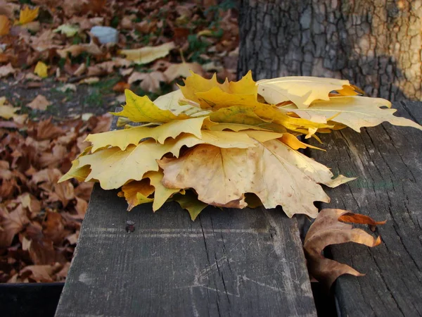 Autumn Listowie Ławce — Zdjęcie stockowe