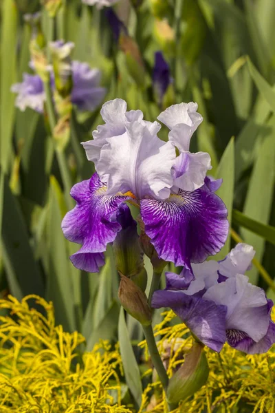 Iris Púrpura Blanco Flor — Foto de Stock
