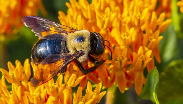 Egy Ács Méh Beporzó Egy Virág Egy Nyári Napon — Stock Fotó