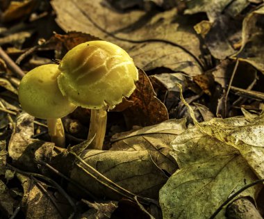 Karanlık Orman alanında büyüyen bir mantar. 