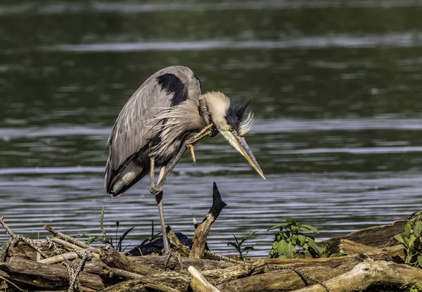 Grand Héron Près Lac Grattant Ses Démangeaisons — Photo