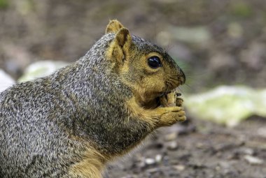 Dinlendirici bir dönemde bir fıstık bir aperatif olması sincap. 